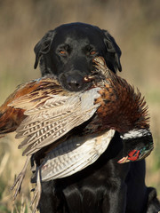 A Black Lab hunting dog with a rooster Pheasant