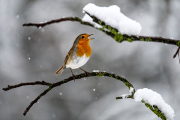 Pettirosso sotto la neve