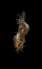 Crown-tail siamese fighting fish isolated on black background..