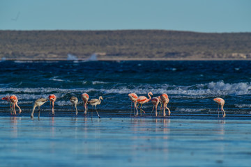 Fototapeta premium Flamingos,Peninsula Valdes, Patagonia, Argentina