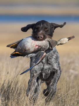A hunting dog with a duck