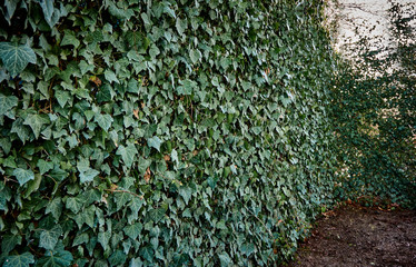 High wall of common ivy. Can be used as a background or texture for decorative fencing. Ivy, English ivy or ordinary ivy.