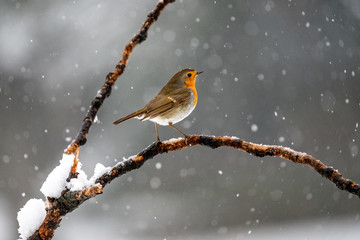 Pettirosso sotto la neve