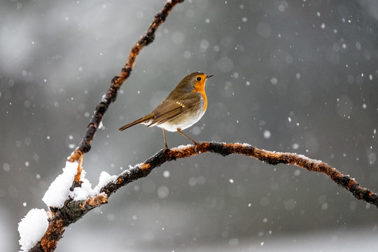 รูปภาพPettirosso – เลือกดูภาพถ่ายสต็อก เวกเตอร์ และวิดีโอ2,704 | Adobe ...