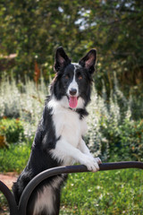 dog border collie