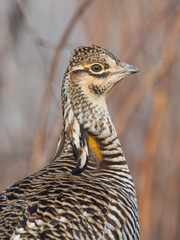 A greater Prairie Chicken on a spring day