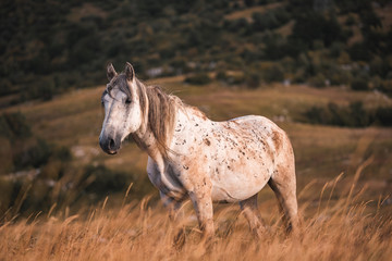 Obraz premium wild horses freely live on the mountain