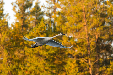 Flying Trumpter Swan on an autumn day