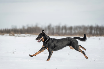 Beauceron dog play in the snow a winters day