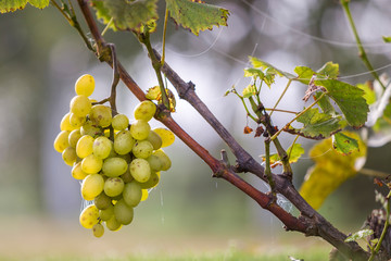 Close-up of vine branch with green leaves and isolated golden yellow ripe grape cluster lit by...