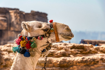 .the camel's head is decorated with colored decorations close-up