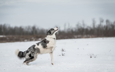 Border Collie dog in the snowy a winters day