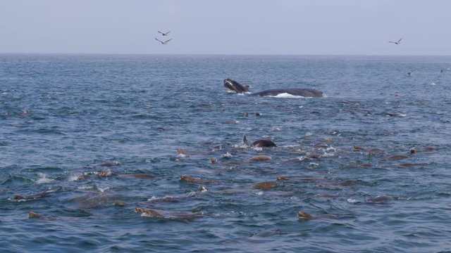 Humpback whales, sea lions and birds hunting together at Monterey Bay, USA