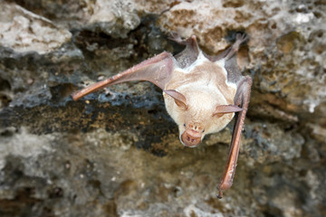 vampire bat are sleeping in the cave hanging on the ceiling period