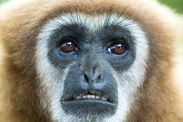 gibbon close- up face in zoo
