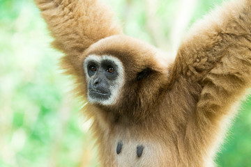 gibbon close- up face in zoo