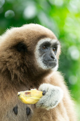 Obraz premium gibbon close- up face in zoo