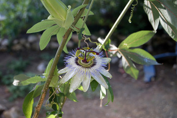 Passion Flower