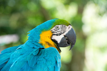 parrot bird sitting on the perch