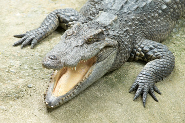 Close up of an Alligator