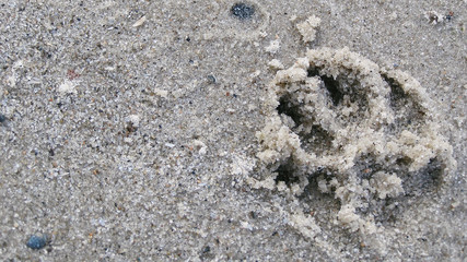 footprint in the sand