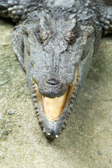 Close up of an Alligator