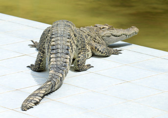 Close up of an Alligator