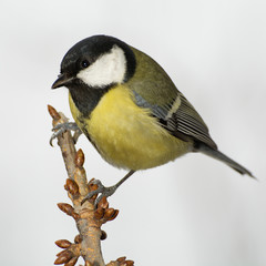 Great tit (Parus major) on a  branch cherries. East Moravia. Czech Republic. Europe.