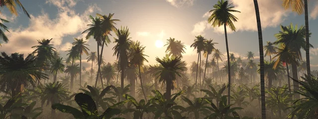 Morgen im Dschungel, Dschungel im Nebel, Panorama des Regenwaldes, Palmen im Nebel, Dschungel im Dunst, © ustas