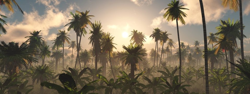 Fototapeta Poranek w dżungli, Dżungla we mgle, Panorama lasu deszczowego, palmy we mgle, dżungla we mgle,