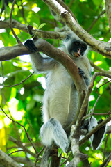 Red colobus Piliocolobus kirki monkey on the deposed wood , Jozani forest, Zanzibar, Tanzania