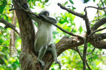 Red colobus Piliocolobus kirki monkey on the deposed wood , Jozani forest, Zanzibar, Tanzania
