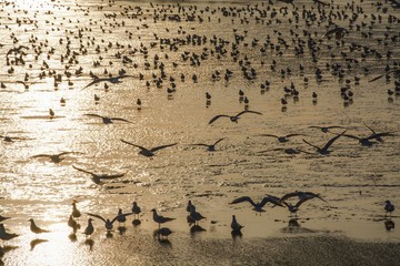 Gulls when fishing the pond. North East Moravia. Czech Republic. Europe.