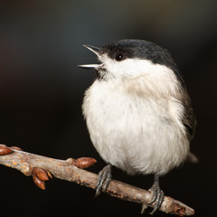 Marsh tit, Parus palustris, on a  branch.  East Moravia. Czech Republic. Europe.