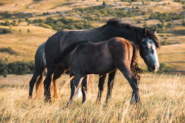 wild horses freely live on the mountain