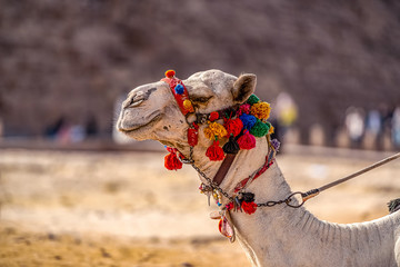 .the camel's head is decorated with colored decorations close-up