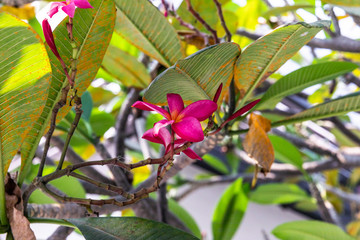 Beautiful pink Crape myrtle