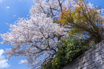里山の桜