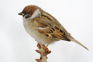 Tree sparrow (Passer montanus) on a branch. East Moravia. Czech Republic. Europe.