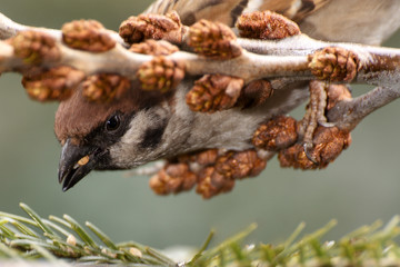 Tree sparrow (Passer montanus). East Moravia. Czech Republic. Europe.