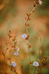 wild flowers on a background