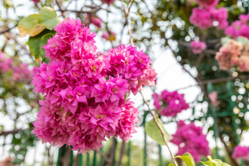 Obraz premium Giant crape-myrtle flowers add a touch of purple to the summer
