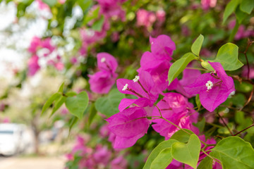 Pink bougainvillea flowers
