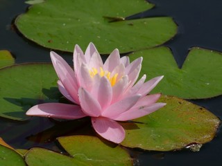 Waterlily flower