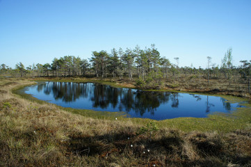 Fototapeta na wymiar The Great Kemeri Bog.Kemeri National Park.Latvia.