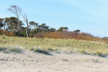 Fototapeta na wymiar Darss Fischland peninsula at Baltic sea (Germany). beach landscape with dunes reed and trees.