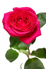 scarlet rose flower close up water drop studio