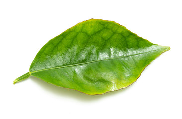 Fototapeta na wymiar green leaf branch on white background