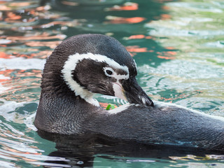 Humboldt Penguin swimming in water.