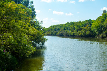 river in the green trees landscape